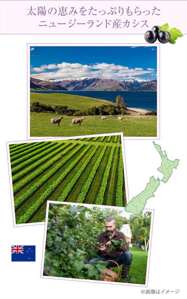 ���z�̌b�݂������Ղ������� �j���[�W�[�����h�Y�J�V�X