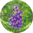 オウゴン根エキス